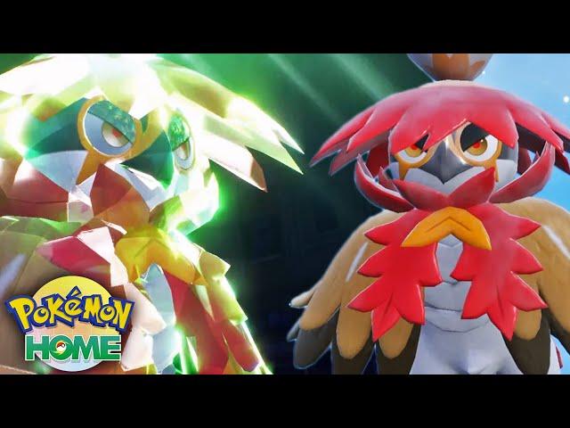 Pokemon home changed Hisuian Decidueye forever...