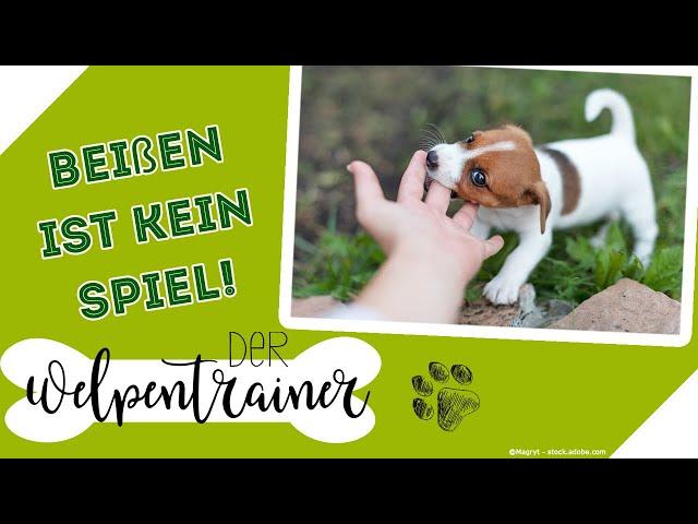 "Beißen ist kein Spiel!" Wie erkläre ich das meinem Hund? | Der Welpentrainer | sixx