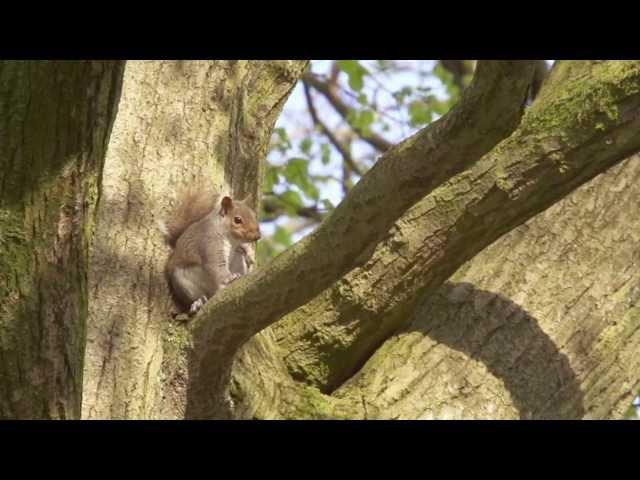 Dancing Squirrels at Keele University