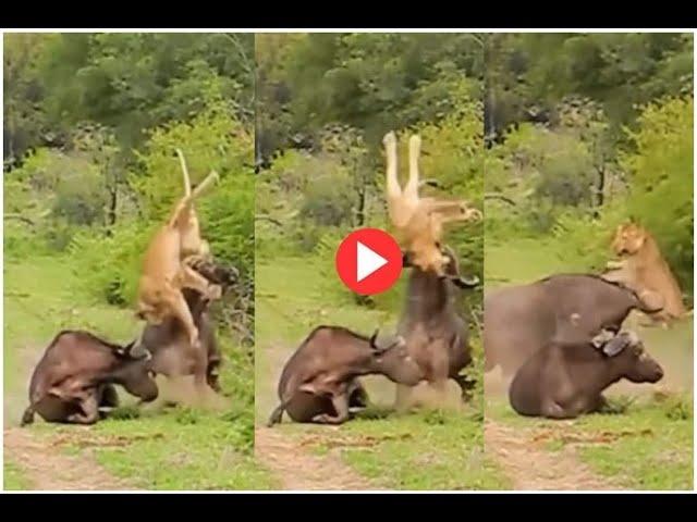 Viral Video || Buffalo Fights Hunting Lioness and Protects Friend