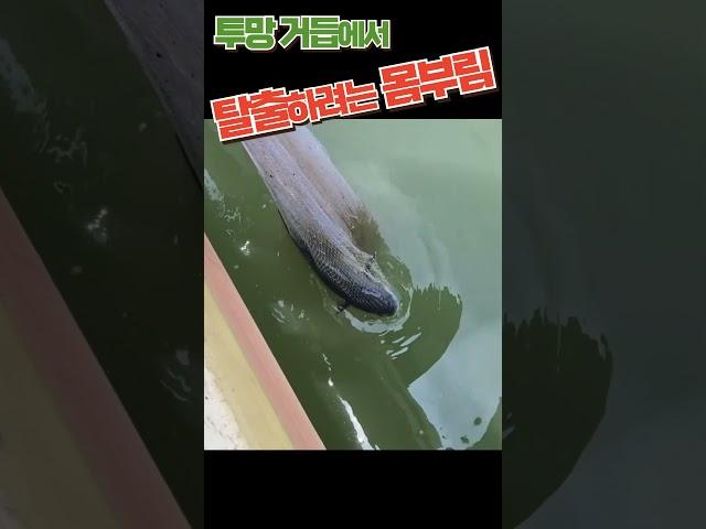 투망 거듭에서 탈출하려는 몸부림  #shorts #fishing #활어횟감 #투망 #바다투망 #숭어 #취미