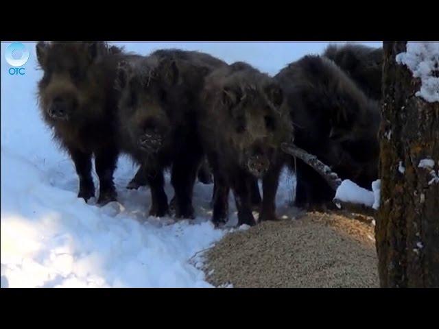 Десятки гектаров охотничьих угодий могут перейти в частные руки. Зачем продают леса и поля?