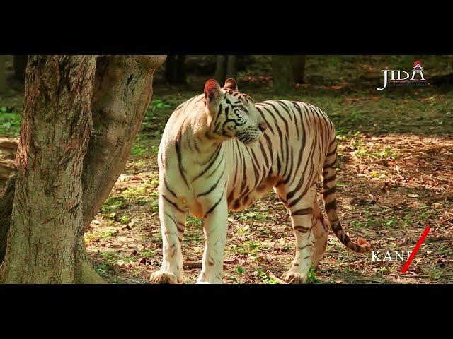 Zoological Park | Short Video | JIDA Student Work | Abhay Sharma | 2022