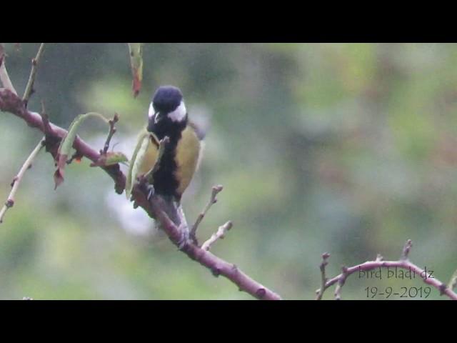 chant mésange charbonnière