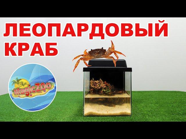 Королевский краб, или как оформить аквариум для леопардового краба | aquarium crab