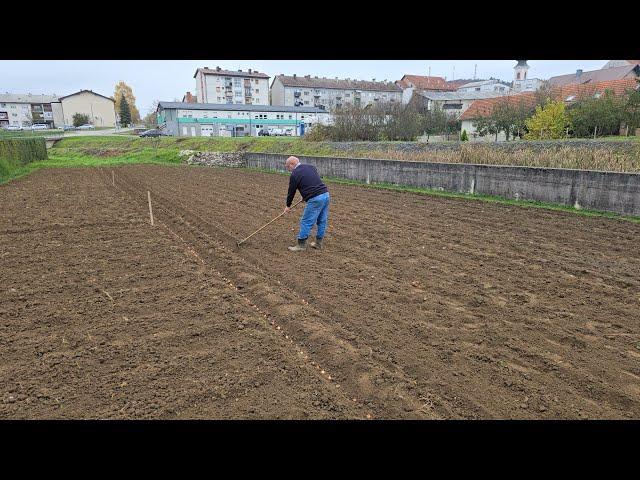 Domaćini posadili luka i kapule