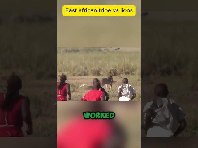 the complex relationship between this African tribe and lions #facts #shorts #animals