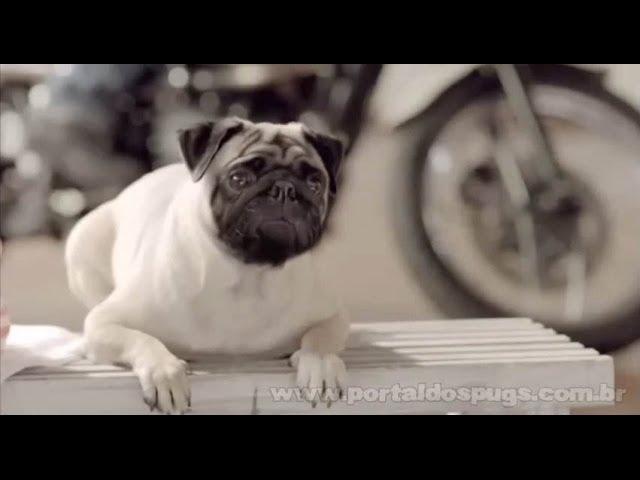 Flips - Comercial de TV - Propaganda com Pug