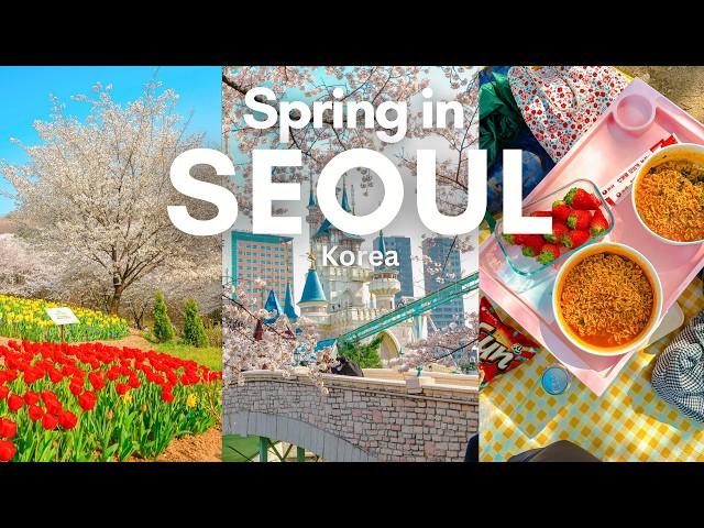 10 Best Cherry Blossom Spots in Seoul  | Aesthetic cafes, Hangang picnic | Spring in Seoul VLOG