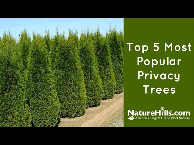 Top 5 Most Popular Privacy Trees | NatureHills.com