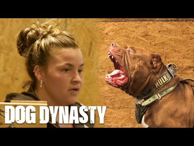 175lb Pitbull Hulk Smashes New Girl Kareena | DOG DYNASTY