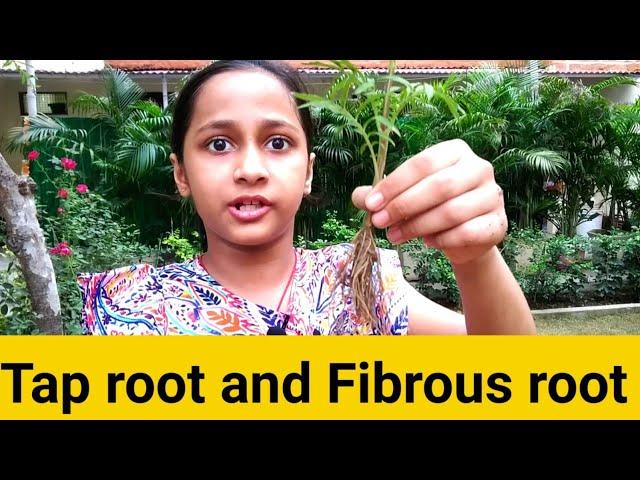 Analysis of Tap root and Fibrous root by Rajvi...Comparison between weed and marigold