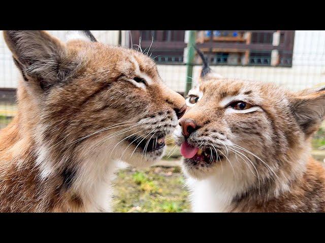 DETERMINING LYNX PREGNANCY / Releasing a beaver outside