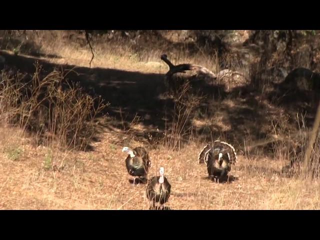 Goulds Turkey Hunting Chaos in Mexico with Jay Scott 1