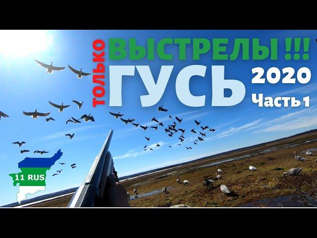 Без лишнего, только стрельба в лёт по гусю. Охота из за сидки, на болоте. Гусь 2020 г. часть 1.