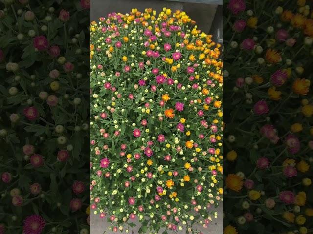 #flowerlover #flowerlovers #flowerhanging