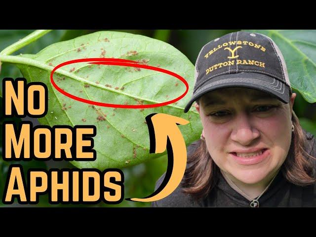 How to Get Rid of Aphids on Pepper Plants - Aphid Control in the Garden