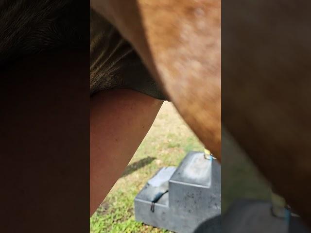 Removing a large horse bean while sheath cleaning a horse