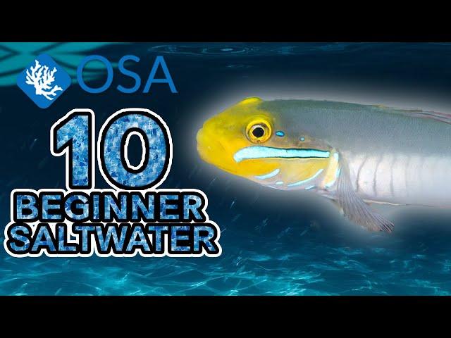 Sleeper Goby - 10 Beginner Saltwater Fish