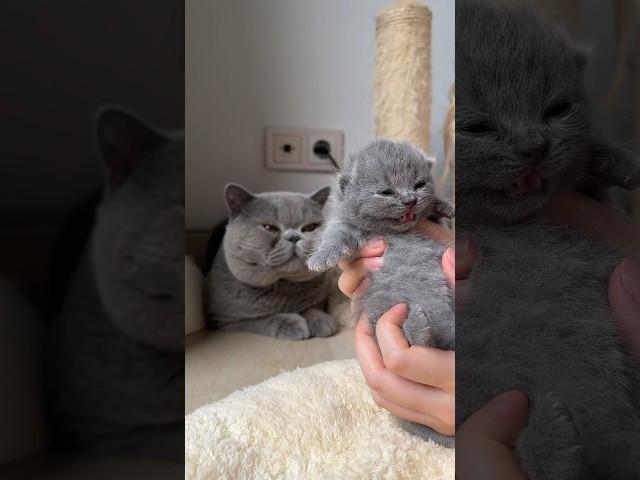 British shorthair cat father and son  COPYCAT #britishshorthair #catlover #cat #kitten #littlecat