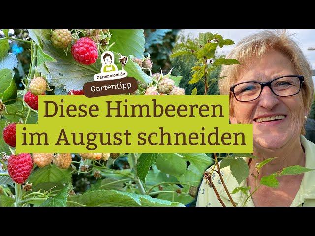 Diese Himbeeren im August schneiden