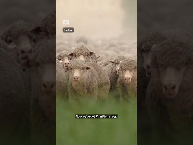 Australia's wool industry struggles as prices fail to rise | ABC Landline