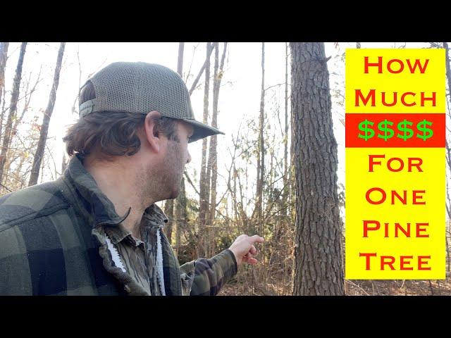 What is the value of a pine tree? | Wood mizer Lt70 cutting a pine.