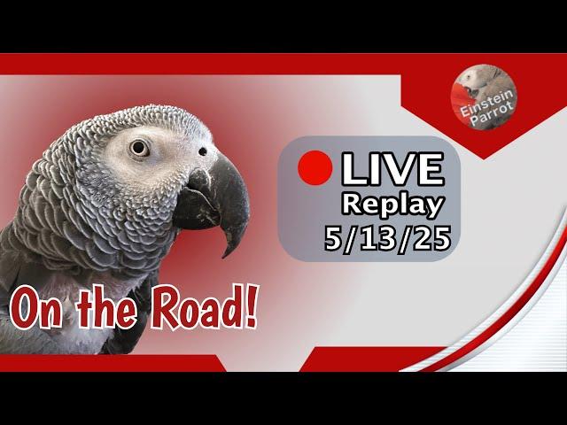 Einstein Parrot Live 5/13/25