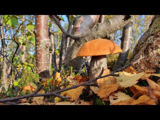  На СЕВЕРЕ полно ГРИБОВ// СОПКИ  Мурманская область