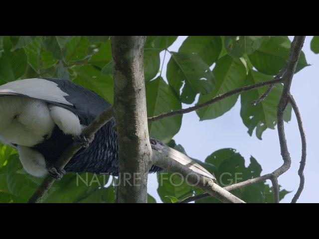 NatureFootage Stock Video