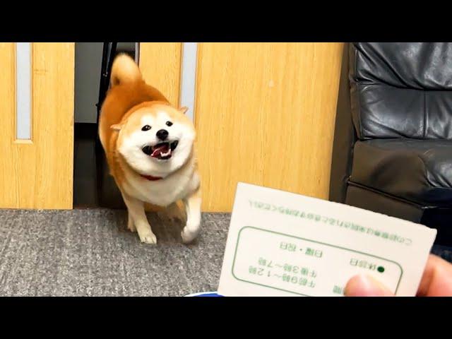 Show an excited Shibe a veterinary clinic ticket