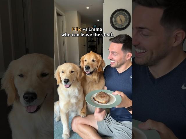 The ultimate challenge… can dogs leave an entire steak
