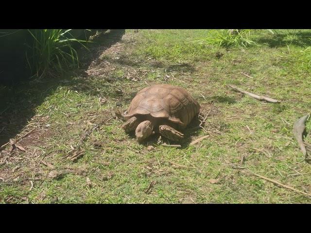 Makauwahi Cave Reserve Tortoise 06/2022