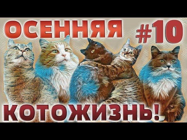 ОСЕННЯЯ КОТОЖИЗНЬ!  10 СЕРИЯ - 16-18 ноября 2018