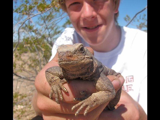 Chuckwalla