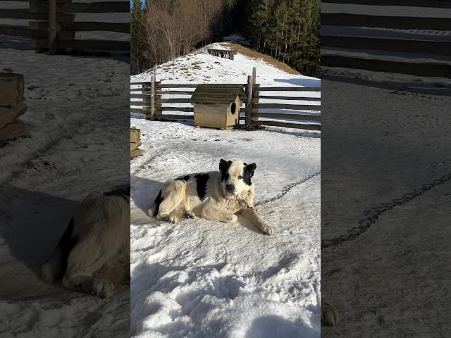 Carpathian dog