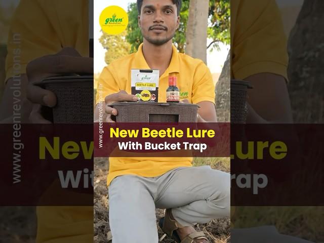 How To Use Bucket Trap Beetle Lure | Pheromone Trap For Coconut | Rhinoceros Beetle Management