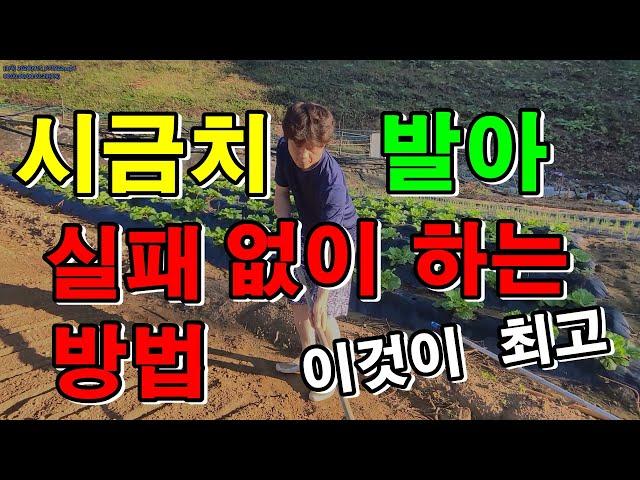 시금치파종시기  시금치 심는 방법 / 시금치발아발되게하는방법 / 심금치심는시기