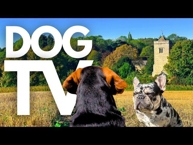 GoPro DogTV | 10hrs of Calming Virtual Dog Walks in Serene Nature ️ Dog POV