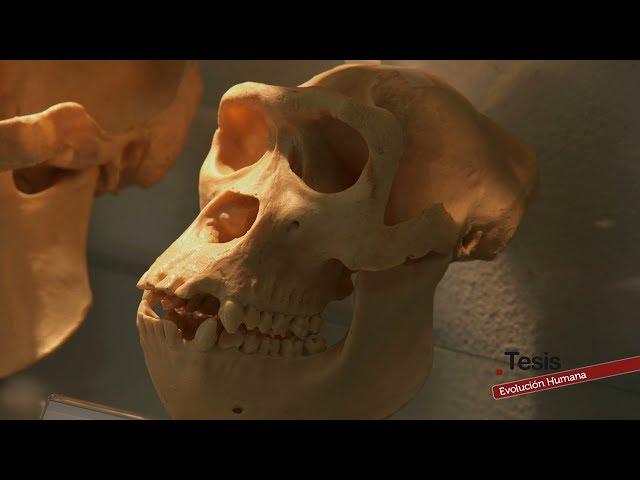 EVOLUCIÓN HUMANA: EL ORIGEN DE LA HUMANIDAD