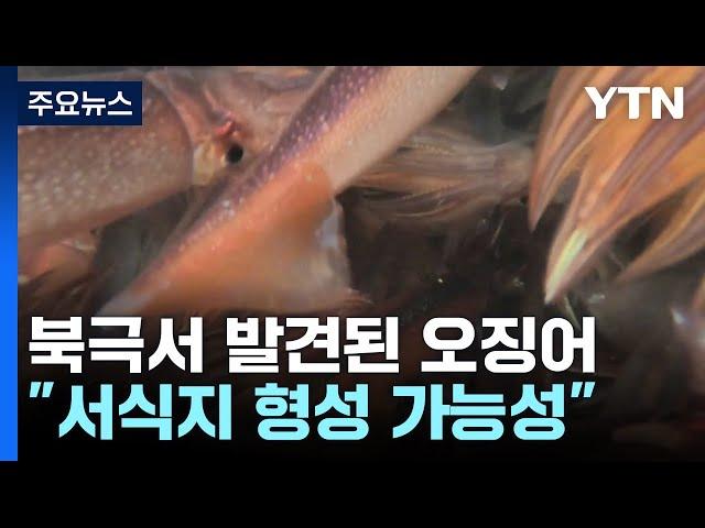 동해서 사라진 오징어가 북극에?!..."기후위기 현실" / YTN