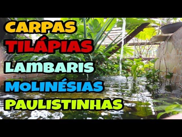 Criação de tilápias, camas de cultivo gigantes e lago ornamental - PISCICULTURA LEMES