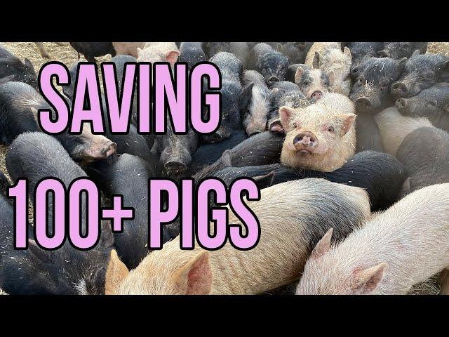 MASSIVE Animal Rescue: Saving Over 100 Pigs!