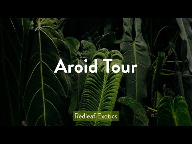 Aroid Tour!