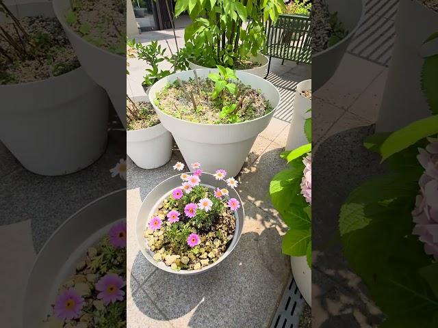 수국이 꽃꽂이 한것처럼 멋지네요.(It's as cool as hydrangea flower arrangement.)