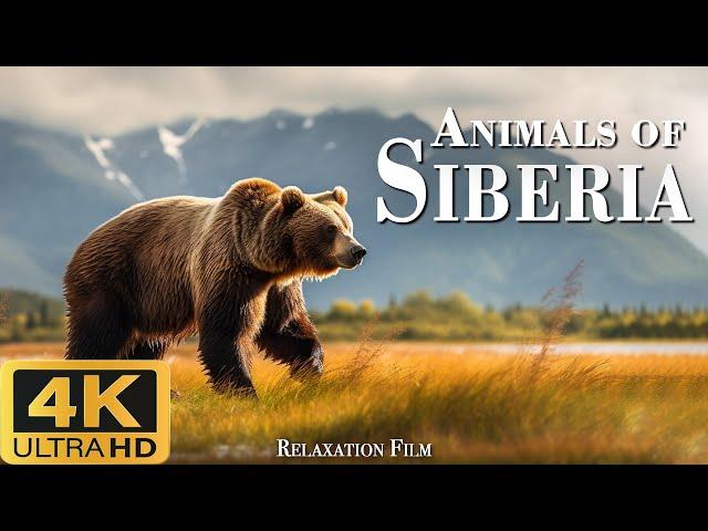 The nature of Siberia (4k Ultra HD) is a relaxing landscape film with a cinematic soundtrack