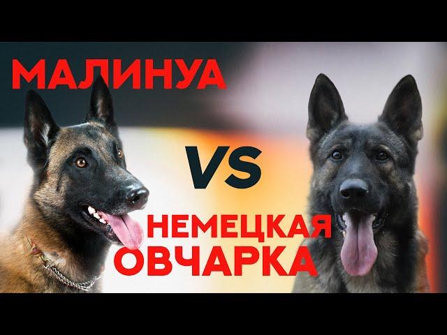 Малинуа или Немецкая Овчарка. Malinois vs German Shepherd.