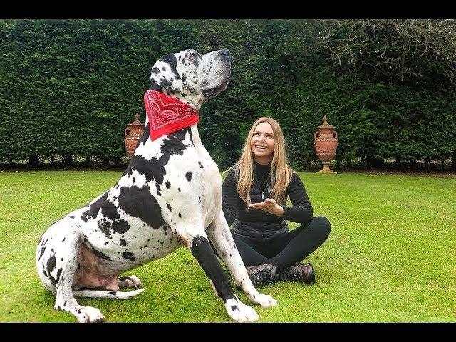 THE GREAT DANE -  THE TALLEST DOG IN THE WORLD / Animal Watch