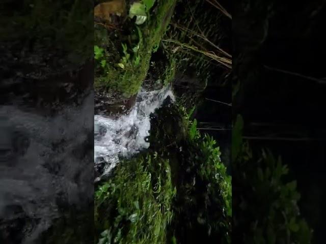 Relax video sound of water in the forest foresttrees #nature #natureofrussia #air #lovenature videvo