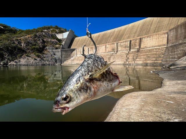 Este Lugar está REPLETO de Bagres! | Pesca con Carnada bajo la Presa!